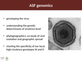 Pig value chain and African swine fever mitigation: A call to rally cross-program collaboration