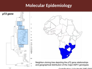 Pig value chain and African swine fever mitigation: A call to rally cross-program collaboration