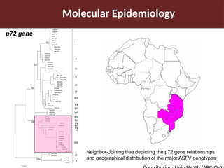 Pig value chain and African swine fever mitigation: A call to rally cross-program collaboration
