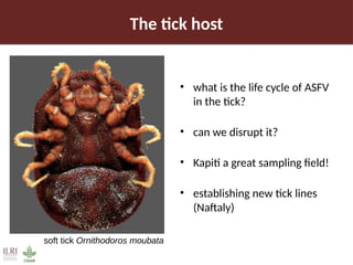 Pig value chain and African swine fever mitigation: A call to rally cross-program collaboration