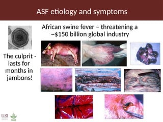 Pig value chain and African swine fever mitigation: A call to rally cross-program collaboration