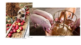 Peri-Urban agriculture:  Opportunities for sustainable and climate friendly livestock