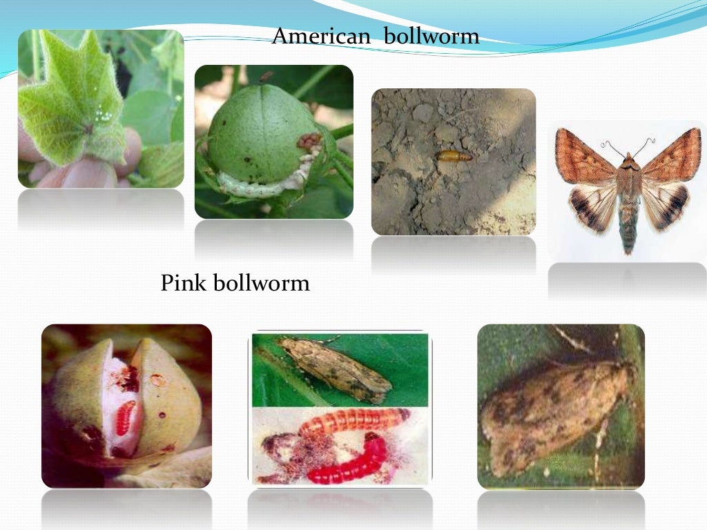 integrated pest management practices for cotton