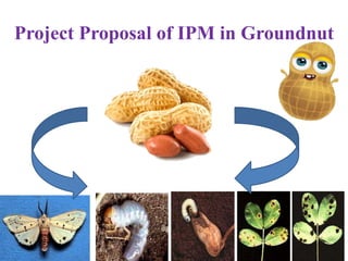 Project Proposal of IPM in Groundnut
1
 