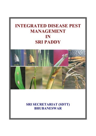 INTEGRATED DISEASE PEST
MANAGEMENT
IN
SRI PADDY
SRI SECRETARIAT (SDTT)
BHUBANESWAR
 