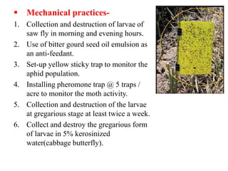  Mechanical practices-
1. Collection and destruction of larvae of
saw fly in morning and evening hours.
2. Use of bitter gourd seed oil emulsion as
an anti-feedant.
3. Set-up yellow sticky trap to monitor the
aphid population.
4. Installing pheromone trap @ 5 traps /
acre to monitor the moth activity.
5. Collection and destruction of the larvae
at gregarious stage at least twice a week.
6. Collect and destroy the gregarious form
of larvae in 5% kerosinized
water(cabbage butterfly).
 