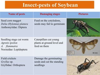 Name of pests Damaging stages Pictures
Seed corn maggot
Delia (Hylemia) platura
Anthomyiidae: Diptera
Feed on the cotyledons,
seeds may fail to germinate
Seedling stage cut worm
Agrotis ipsilon
A. flammatra
Noctuidae: Lepidoptera
Caterpillars cut young
plants at ground level and
feed on them
Field crickets
Gryllus sp.
Gryllidae: Orthoptera
Damage the germinating
seeds and cut the standing
seedlings
Insect-pests of Soybean
 