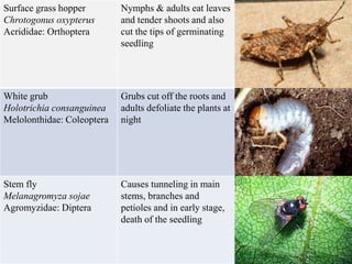 Surface grass hopper
Chrotogonus oxypterus
Acrididae: Orthoptera
Nymphs & adults eat leaves
and tender shoots and also
cut the tips of germinating
seedling
White grub
Holotrichia consanguinea
Melolonthidae: Coleoptera
Grubs cut off the roots and
adults defoliate the plants at
night
Stem fly
Melanagromyza sojae
Agromyzidae: Diptera
Causes tunneling in main
stems, branches and
petioles and in early stage,
death of the seedling
 