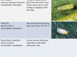 Leaf hoppers
Amrasca biguttula biguttula
Cicadellidae: Hemiptera
Nymphs & adults suck
juice from the small veins
which causes down ward
curling or cupping of the
leaf edge
White fly
Bemisia tabaci
Aleyrodidae: Hemiptera
Sap sucking form growing
parts and vector of Y. M. V.
Green Slug Caterpillar
Zizeria lysimon
Lycaeniidae: Lepidoptera
Larvae feed on the leaves
especially on the thick
embryonic ones
 