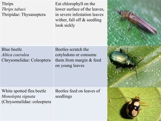 Thrips
Thrips tabaci
Thripidae: Thysanoptera
Eat chlorophyll on the
lower surface of the leaves,
in severe infestation leaves
wither, fall off & seedling
look sickly
Blue beetle
Altica coerulea
Chrysomelidae: Coleoptera
Beetles scratch the
cotyledons or consume
them from margin & feed
on young leaves
White spotted flea beetle
Monolepta signata
(Chrysomelidae: coleoptera
Beetles feed on leaves of
seedlings
 