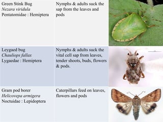 Green Stink Bug
Nezara viridula
Pentatomidae : Hemiptera
Nymphs & adults suck the
sap from the leaves and
pods
Leygaed bug
Chauliops fallax
Lygaedae : Hemiptera
Nymphs & adults suck the
vital cell sap from leaves,
tender shoots, buds, flowers
& pods.
Gram pod borer
Helicovepa armigera
Noctuidae : Lepidoptera
Caterpillars feed on leaves,
flowers and pods
 
