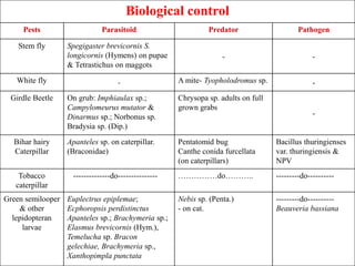 Biological control
Pests Parasitoid Predator Pathogen
Stem fly Spegigaster brevicornis S.
longicornis (Hymens) on pupae
& Tetrastichus on maggots
- -
White fly - A mite- Tyopholodromus sp. -
Girdle Beetle On grub: Imphiaulax sp.;
Campylomeurus mutator &
Dinarmus sp.; Norbonus sp.
Bradysia sp. (Dip.)
Chrysopa sp. adults on full
grown grabs
-
Bihar hairy
Caterpillar
Apanteles sp. on caterpillar.
(Braconidae)
Pentatomid bug
Canthe conida furcellata
(on caterpillars)
Bacillus thuringienses
var. thuringiensis &
NPV
Tobacco
caterpillar
--------------do--------------- ……………do……….. ---------do----------
Green semilooper
& other
lepidopteran
larvae
Euplectrus epiplemae;
Ecphoropsis perdistinctus
Apanteles sp.; Brachymeria sp.;
Elasmus brevicornis (Hym.),
Temelucha sp. Bracon
gelechiae, Brachymeria sp.,
Xanthopimpla punctata
Nebis sp. (Penta.)
- on cat.
---------do----------
Beauveria bassiana
 