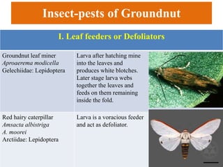 Insect-pests of Groundnut
I. Leaf feeders or Defoliators
Groundnut leaf miner
Aproaerema modicella
Gelechiidae: Lepidoptera
Larva after hatching mine
into the leaves and
produces white blotches.
Later stage larva webs
together the leaves and
feeds on them remaining
inside the fold.
Red hairy caterpillar
Amsacta albistriga
A. moorei
Arctiidae: Lepidoptera
Larva is a voracious feeder
and act as defoliator.
 