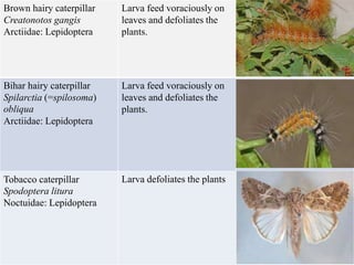 Brown hairy caterpillar
Creatonotos gangis
Arctiidae: Lepidoptera
Larva feed voraciously on
leaves and defoliates the
plants.
Bihar hairy caterpillar
Spilarctia (=spilosoma)
obliqua
Arctiidae: Lepidoptera
Larva feed voraciously on
leaves and defoliates the
plants.
Tobacco caterpillar
Spodoptera litura
Noctuidae: Lepidoptera
Larva defoliates the plants
 