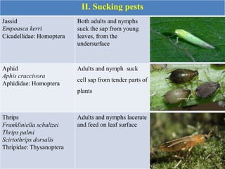 II. Sucking pests
Jassid
Empoasca kerri
Cicadellidae: Homoptera
Both adults and nymphs
suck the sap from young
leaves, from the
undersurface
Aphid
Aphis craccivora
Aphididae: Homoptera
Adults and nymph suck
cell sap from tender parts of
plants
Thrips
Frankliniella schultzei
Thrips palmi
Scirtothrips dorsalis
Thripidae: Thysanoptera
Adults and nymphs lacerate
and feed on leaf surface
 