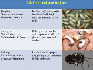 III. Root and pod feeders
Termites
Odontotermes obesus
Termitidae: Isoptera
Feed on pod leading to the
invasion of soil fungi
resulting in rotting of the
pods.
Root grubs
Holotrichia serrata
Melolonthidae: Coleoptera
Older grubs devour the
entire taproot and affected
plants without root and
rootlets.
Pod bug
Elasmolomus sordidus
Lygaeidae: Hemiptera
Both adults and nymphs
suck the sap from pods both
in field and stores
 