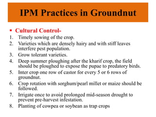 IPM Practices in Groundnut
 Cultural Control-
1. Timely sowing of the crop.
2. Varieties which are densely hairy and with stiff leaves
interfere pest population.
3. Grow tolerant varieties.
4. Deep summer ploughing after the kharif crop, the field
should be ploughed to expose the pupae to predatory birds.
5. Inter crop one row of castor for every 5 or 6 rows of
groundnut.
6. Crop rotation with sorghum/pearl millet or maize should be
followed.
7. Irrigate once to avoid prolonged mid-season drought to
prevent pre-harvest infestation.
8. Planting of cowpea or soybean as trap crops
 