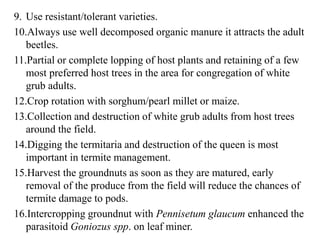 9. Use resistant/tolerant varieties.
10.Always use well decomposed organic manure it attracts the adult
beetles.
11.Partial or complete lopping of host plants and retaining of a few
most preferred host trees in the area for congregation of white
grub adults.
12.Crop rotation with sorghum/pearl millet or maize.
13.Collection and destruction of white grub adults from host trees
around the field.
14.Digging the termitaria and destruction of the queen is most
important in termite management.
15.Harvest the groundnuts as soon as they are matured, early
removal of the produce from the field will reduce the chances of
termite damage to pods.
16.Intercropping groundnut with Pennisetum glaucum enhanced the
parasitoid Goniozus spp. on leaf miner.
 