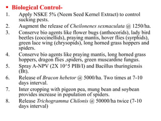  Biological Control-
1. Apply NSKE 5% (Neem Seed Kernel Extract) to control
sucking pests.
2. Augment the release of Cheilonenes sexmaculata @ 1250/ha.
3. Conserve bio agents like flower bugs (anthocorids), lady bird
beetles (coccinellids), praying mantis, hover flies (syrphids),
green lace wing (chrysopids), long horned grass hoppers and
spiders.
4. Conserve bio agents like praying mantis, long horned grass
hoppers, dragon flies ,spiders, green muscardine fungus.
5. Spray A-NPV (2X 10^5 PIB/I) and Bacillus thuringiensis
(Bt).
6. Release of Bracon hebetor @ 5000/ha. Two times at 7-10
days interval.
7. Inter cropping with pigeon pea, mung bean and soybean
provides increase in population of spiders.
8. Release Trichogramma Chilonis @ 50000/ha twice (7-10
days interval)
 