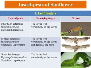 Insect-pests of Sunflower
I. Leaf feeders
Name of pests Damaging stages Pictures
Bihar hairy caterpillar
Spilarctia obliqua
Erebidae: Lepidoptera
The larvae feed
voraciously on the leaves
Tobacco caterpillar
Spodoptera litura
Noctuidae: Lepidoptera
The larvae feed
voraciously on the leaves
and defoliate the plant
Green Semi-looper
Thysanoplusia orichalcea
Noctuidae: Lepidoptera
The larvae feed
voraciously on the leaves
 