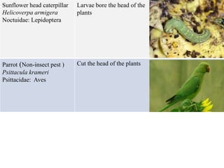 Sunflower head caterpillar
Helicoverpa armigera
Noctuidae: Lepidoptera
Larvae bore the head of the
plants
Parrot (Non-insect pest )
Psittacula krameri
Psittacidae: Aves
Cut the head of the plants
 