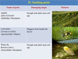 II. Sucking pests
Name of pests Damaging stages Pictures
Aphids
Aphis helianthi
Aphididae: Hemiptera
Nymph and adult suck cell
sap
Leaf miner
Liriomyza trifolii
Agromyzidae: Diptera
Maggots feed inside the
leaves
White fly
Bemisia tabaci
Aleyrodidae: Hemiptera
Nymph and adult suck cell
sap
 