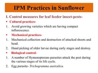 IPM Practices in Sunflower
I. Control measures for leaf feeder insect-pests-
 Cultural practices-
1. Avoid growing varieties which are having compact
inflorescence.
 Mechanical practices-
1. Mechanical collection and destruction of attacked shoots and
head.
2. Hand picking of older larvae during early stages and destroy.
 Biological control-
1. A number of Hymenopterans parasites attack the pest during
the various stages of its life cycle.
2. Egg parasite- Trichogramma australicu.
 