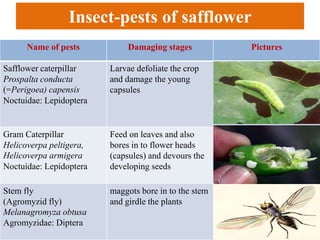 Insect-pests of safflower
Name of pests Damaging stages Pictures
Safflower caterpillar
Prospalta conducta
(=Perigoea) capensis
Noctuidae: Lepidoptera
Larvae defoliate the crop
and damage the young
capsules
Gram Caterpillar
Helicoverpa peltigera,
Helicoverpa armigera
Noctuidae: Lepidoptera
Feed on leaves and also
bores in to flower heads
(capsules) and devours the
developing seeds
Stem fly
(Agromyzid fly)
Melanagromyza obtusa
Agromyzidae: Diptera
maggots bore in to the stem
and girdle the plants
 