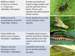 Safflower Aphid
Uroleucon carthami
U. Compositae
Aphididae: Homoptera
Nymphs and adults are
found in larger number and
suck the sap from leaves,
shoots, flowers and
capsules and affected plants
remain stunted
Safflower bud fly
Acanthiophilus helianthi
Tephritidae: Diptera
Newly hatched larvae feed
on the soft parts of the
capsules
Cotton bollworm
Helicoverpa armigera
Noctuidae: Lepidoptera
Caterpillar feed on leaves
and also feed flower florets,
bracts and bores in to the
capsules and feed on the
seed
Tobacco cutworm
Spodoptera litura
Noctuidae: Lepidoptera
Caterpillar feed on the
leaves and thus defoliate
the plant.
 
