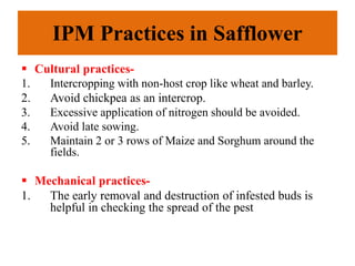 IPM Practices in Safflower
 Cultural practices-
1. Intercropping with non-host crop like wheat and barley.
2. Avoid chickpea as an intercrop.
3. Excessive application of nitrogen should be avoided.
4. Avoid late sowing.
5. Maintain 2 or 3 rows of Maize and Sorghum around the
fields.
 Mechanical practices-
1. The early removal and destruction of infested buds is
helpful in checking the spread of the pest
 