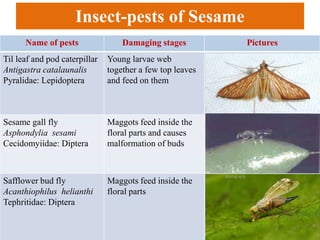 Insect-pests of Sesame
Name of pests Damaging stages Pictures
Til leaf and pod caterpillar
Antigastra catalaunalis
Pyralidae: Lepidoptera
Young larvae web
together a few top leaves
and feed on them
Sesame gall fly
Asphondylia sesami
Cecidomyiidae: Diptera
Maggots feed inside the
floral parts and causes
malformation of buds
Safflower bud fly
Acanthiophilus helianthi
Tephritidae: Diptera
Maggots feed inside the
floral parts
 