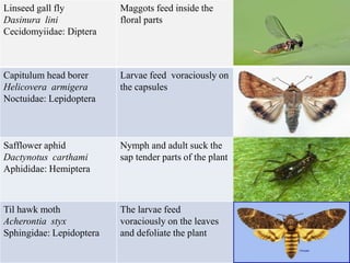 Linseed gall fly
Dasinura lini
Cecidomyiidae: Diptera
Maggots feed inside the
floral parts
Capitulum head borer
Helicovera armigera
Noctuidae: Lepidoptera
Larvae feed voraciously on
the capsules
Safflower aphid
Dactynotus carthami
Aphididae: Hemiptera
Nymph and adult suck the
sap tender parts of the plant
Til hawk moth
Acherontia styx
Sphingidae: Lepidoptera
The larvae feed
voraciously on the leaves
and defoliate the plant
 