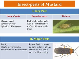 Insect-pests of Mustard
I. Key Pest
Name of pests Damaging stages Pictures
Mustard aphid
Lipaphis erysimi
Aphididae: Homoptera
Both adults and nymphs
suck the sap from under
surface of leaves, tender
twigs
II. Major Pests
Saw fly
Athalia lugens proxima
Tenthredinidae: Hymenoptera
Larvae feeds on leaves
i.e early instars it nibbles
the leaves as a result
there is slight curling
 