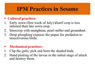 IPM Practices in Sesame
 Cultural practices-
1. Early sown (first week of July) kharif crop is less
infested than late sown crop.
2. Intercrop with mungbean, pearl millet and groundnut.
3. Deep ploughing exposes the pupae for predation to
insectivorous birds.
 Mechanical practices-
1. Clip the galls, pick and burn the shaded buds.
2. Hand picking of the larvae in the initial stage of attack
and destroy them.
 