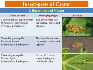 Insect-pests of Castor
I. Borer pests of Castor
Name of pests Damaging stages Pictures
Castor shoot and capsule borer
Dichocrocis punctiferalis
Pyralidae: Lepidoptera
The larvae bores into
the terminal shoots and
capsules
Castor hairy caterpillar
Euproctis lunata
Lymantriidae: Lepidoptera
The larvae bores into
the terminal shoots and
capsules
Castor slug caterpillar
Parasa lepida
Lymantriidae: Lepidoptera
Larvae feed on the
leaves leaving only
midrib and veins
 