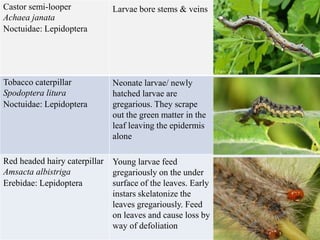 Castor semi-looper
Achaea janata
Noctuidae: Lepidoptera
Larvae bore stems & veins
Tobacco caterpillar
Spodoptera litura
Noctuidae: Lepidoptera
Neonate larvae/ newly
hatched larvae are
gregarious. They scrape
out the green matter in the
leaf leaving the epidermis
alone
Red headed hairy caterpillar
Amsacta albistriga
Erebidae: Lepidoptera
Young larvae feed
gregariously on the under
surface of the leaves. Early
instars skelatonize the
leaves gregariously. Feed
on leaves and cause loss by
way of defoliation
 