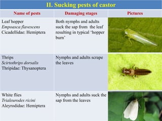 II. Sucking pests of castor
Name of pests Damaging stages Pictures
Leaf hopper
Empoasca flavescens
Cicadellidae: Hemiptera
Both nymphs and adults
suck the sap from the leaf
resulting in typical ‘hopper
burn’
Thrips
Scirtothrips dorsalis
Thripidae: Thysanoptera
Nymphs and adults scrape
the leaves
White flies
Trialeurodes ricini
Aleyrodidae: Hemiptera
Nymphs and adults suck the
sap from the leaves
 