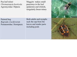 Pea leaf miner
Chromatomyia horticola
Agromyzidae: Diptera
Maggots makes small
punctures in the leaf
epidermis and whitish,
irregularly linear mines
Painted bug
Bagrada cruciferarum
Pentatomidae: Hemiptera
Both adults and nymphs
suck the sap from the
leaves and tender parts
including pods
 
