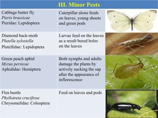 III. Minor Pests
Cabbage butter fly
Pieris brassicae
Pieridae: Lepidoptera
Caterpillar alone feeds
on leaves, young shoots
and green pods
Diamond back-moth
Plutella xylostella
Plutellidae: Lepidoptera
Larvae feed on the leaves
as a result bored holes
on the leaves
Green peach aphid
Myzus persicae
Aphididae: Hemiptera
Both nymphs and adults
damage the plants by
actively sucking the sap
after the appearance of
inflorescence
Flea beetle
Phyllotreta cruciftrae
Chrysomelidae: Coleoptera
Feed on leaves and pods
 