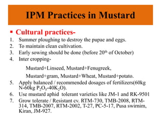 IPM Practices in Mustard
 Cultural practices-
1. Summer ploughing to destroy the pupae and eggs.
2. To maintain clean cultivation.
3. Early sowing should be done (before 20th of October)
4. Inter cropping-
Mustard+Linseed, Mustard+Fenugreek,
Mustard+gram, Mustard+Wheat, Mustard+potato.
5. Apply balanced / recommended dosages of fertilizers(60kg
N-60kg P2O5-40K2O).
6. Use mustard aphid tolerant varieties like JM-1 and RK-9501
7. Grow tolerate / Resistant cv. RTM-730, TMB-2008, RTM-
314, TMB-2007, RTM-2002, T-27, PC-5-17, Pusa swirnim,
Kiran, JM-927.
 