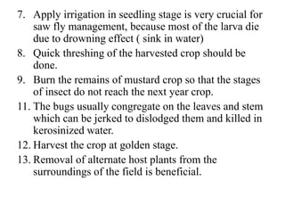 7. Apply irrigation in seedling stage is very crucial for
saw fly management, because most of the larva die
due to drowning effect ( sink in water)
8. Quick threshing of the harvested crop should be
done.
9. Burn the remains of mustard crop so that the stages
of insect do not reach the next year crop.
11. The bugs usually congregate on the leaves and stem
which can be jerked to dislodged them and killed in
kerosinized water.
12. Harvest the crop at golden stage.
13. Removal of alternate host plants from the
surroundings of the field is beneficial.
 
