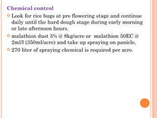 Chemical control
 Look for rice bugs at pre flowering stage and continue
  daily until the hard dough stage during early morning
  or late afternoon hours.
 malathion dust 5% @ 8kg/acre or  malathion 50EC @
  2ml/l (350ml/acre) and take up spraying on panicle.
 270 liter of spraying chemical is required per acre.
 