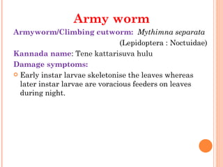 Army worm
Armyworm/Climbing cutworm:  Mythimna separata
                                 (Lepidoptera : Noctuidae)
Kannada name: Tene kattarisuva hulu
Damage symptoms:
 Early instar larvae skeletonise the leaves whereas
   later instar larvae are voracious feeders on leaves
   during night.
                          
 