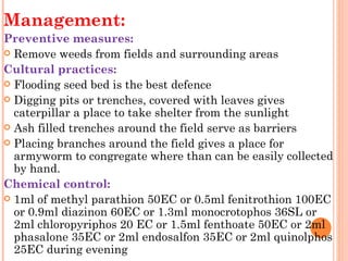 Management:
Preventive measures:
 Remove weeds from fields and surrounding areas

Cultural practices:
 Flooding seed bed is the best defence
 Digging pits or trenches, covered with leaves gives
  caterpillar a place to take shelter from the sunlight
 Ash filled trenches around the field serve as barriers
 Placing branches around the field gives a place for
  armyworm to congregate where than can be easily collected
  by hand.
Chemical control:
 1ml of methyl parathion 50EC or 0.5ml fenitrothion 100EC
  or 0.9ml diazinon 60EC or 1.3ml monocrotophos 36SL or
  2ml chloropyriphos 20 EC or 1.5ml fenthoate 50EC or 2ml
  phasalone 35EC or 2ml endosalfon 35EC or 2ml quinolphos
  25EC during evening
 