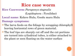 Rice case worm
Rice Caseworm: Paraponyx stagnalis
                    (Lepidoptera : Pyralidae)
Local name: Kolave Hulu, Goodu maru Hulu
Damage symptoms:
 The larva feeds on the foliage by scrapping chlorophyll
  leaving horizontal rows of green material.
 The leaf tips are sharply cut off and the cut portions
  are turned into cylindrical tubes, is either attached to
  the plant or seen floating on the water surface
 