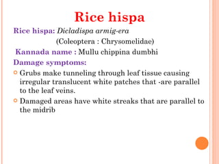 Rice hispa
Rice hispa: Dicladispa armig-era
              (Coleoptera : Chrysomelidae)
 Kannada name : Mullu chippina dumbhi
Damage symptoms:
 Grubs make tunneling through leaf tissue causing
  irregular translucent white patches that -are parallel
  to the leaf veins.
 Damaged areas have white streaks that are parallel to
  the midrib
 