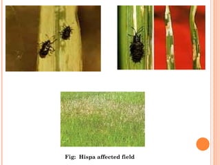 Fig:  Hispa affected field
 
