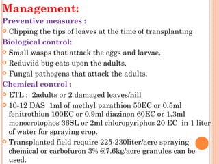 Management:
Preventive measures :
 Clipping the tips of leaves at the time of transplanting

Biological control:
 Small wasps that attack the eggs and larvae.

 Reduviid bug eats upon the adults.

 Fungal pathogens that attack the adults.

Chemical control :
 ETL :  2adults or 2 damaged leaves/hill

 10-12 DAS  1ml of methyl parathion 50EC or 0.5ml
  fenitrothion 100EC or 0.9ml diazinon 60EC or 1.3ml
  monocrotophos 36SL or 2ml chloropyriphos 20 EC in 1 liter
  of water for spraying crop.
 Transplanted field require 225-230liter/acre spraying
  chemical or carbofuron 3% @7.6kg/acre granules can be
  used.
 