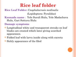 Rice leaf folder
Rice Leaf Folder: Cnaphalocrosis medinalis
                    (Lepidoptera: Pyralidae)
Kannada name :  Yele Suruli Hulu, Yele Madachuva
   Hulu, Gari Suttuva Hulu
Damage symptoms
 Longitudinal white and transparent streaks on leaf
   blades are created which later giving scorched
   appearance.
 Folded leaf with larva inside along with excreta

 Sickly appearance of the filed

           
 
