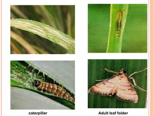 caterpillar   Adult leaf folder
 